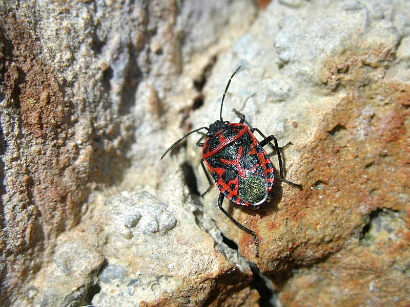 Eurydema ornatum anche in questo caso?